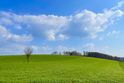 Scenic view of field against sky