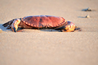 Close-up of crab on sand