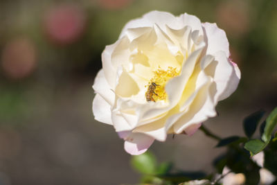 Close-up of white rose