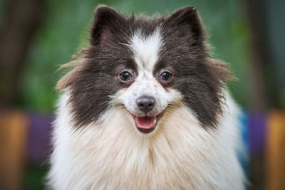 Pomeranian spitz dog in garden, close up face portrait. cute pomeranian puppy on walk. spitz pom dog