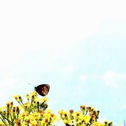 Close-up of insect on yellow flowering plant against sky