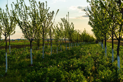 View of vineyard against sky