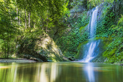 Scenic view of waterfall in forest