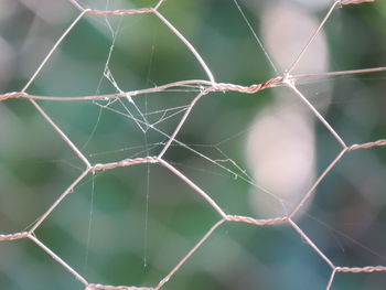 Close-up of spider web