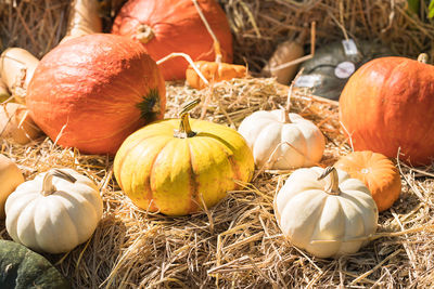 High angle view of pumpkins