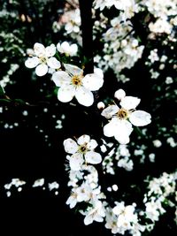 Close-up of white flowers blooming in park