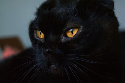 Close-up portrait of cat