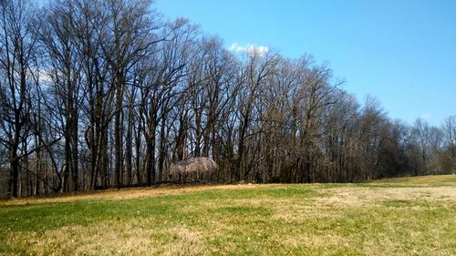 Trees against sky