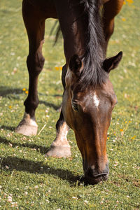 Horse standing on field