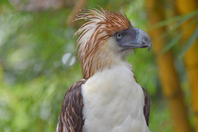 Close-up of a bird looking away