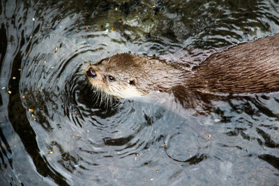 Close-up of otter swimming in river