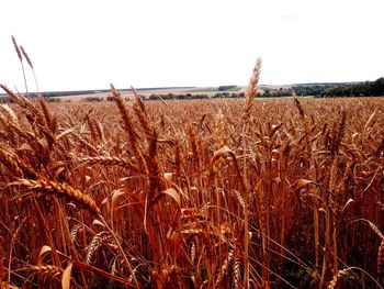 Crops growing on field against clear sky