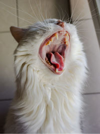 Close-up of cat yawning