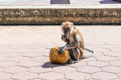 Young man sitting on footpath