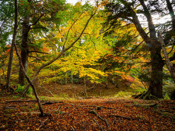 View of trees in forest during autumn