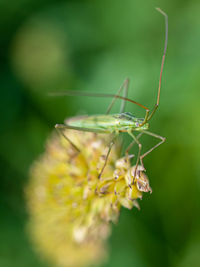 Close-up of insect on flower