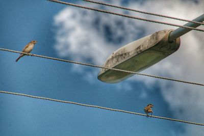 Low angle view of bird perching on clothesline