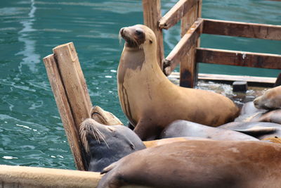 High angle view of sea lion on wooden pier