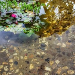 High angle view of water lily in lake