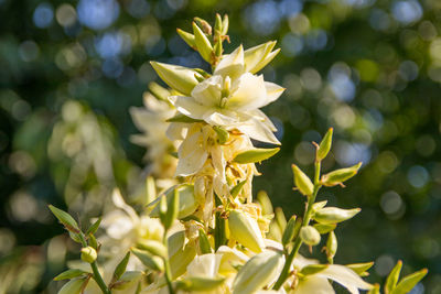 Close-up of white flowering plant