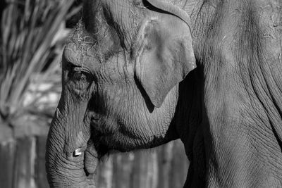 Close-up of elephant