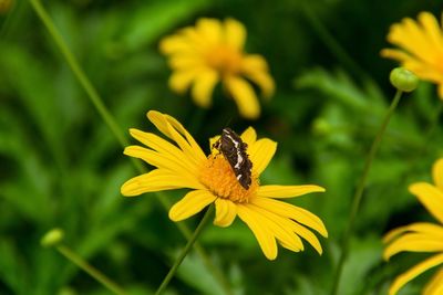 Close-up of honey bee on yellow flower