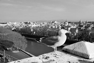 Seagull perching on a city