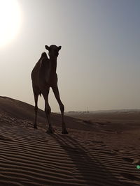 Horse standing on sand at desert against clear sky