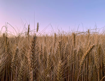 Wheat field at dusk