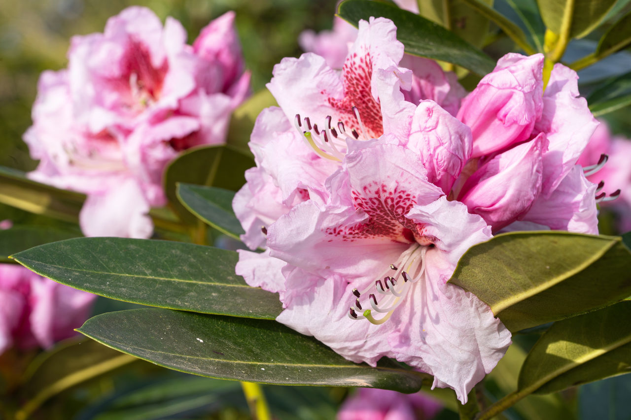 flower, plant, flowering plant, beauty in nature, pink, freshness, leaf, plant part, fragility, close-up, nature, petal, blossom, flower head, growth, inflorescence, springtime, shrub, no people, pollen, botany, outdoors, stamen, focus on foreground