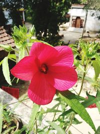 Close-up of pink flower