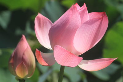 Poems and songs of writers often have chapters praising the lotus