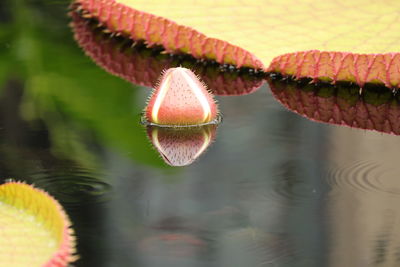 Close-up of lotus water lily