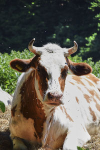 Close-up of animal on field