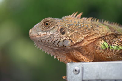 Close-up of a lizard