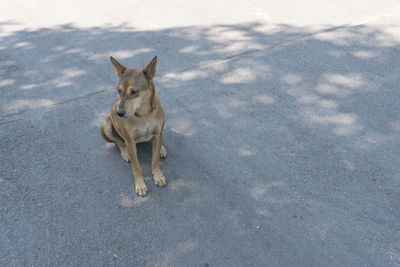 High angle view of dog on road in city