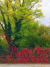 Red flowers on autumn tree