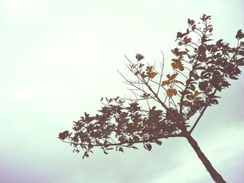 Low angle view of tree against clear sky