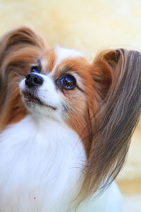 Close-up of dog looking away