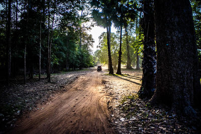 Dirt road amidst trees in forest