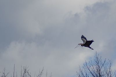 Low angle view of eagle flying against sky