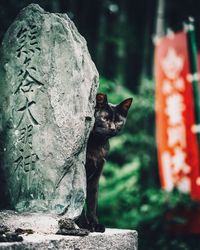 Portrait of a cat on rock