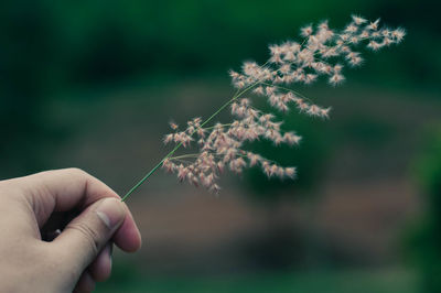 Close-up of hand holding plant
