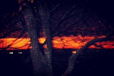 Close-up of silhouette trees against sky at sunset