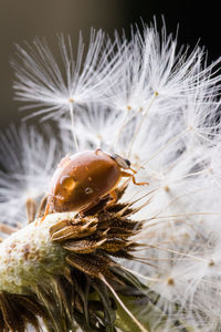 Close-up of insect on flower