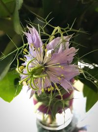 Close-up of flower blooming outdoors