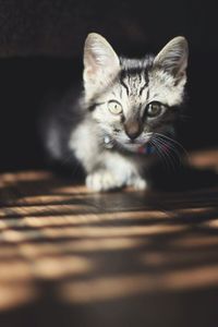 Close-up portrait of cat