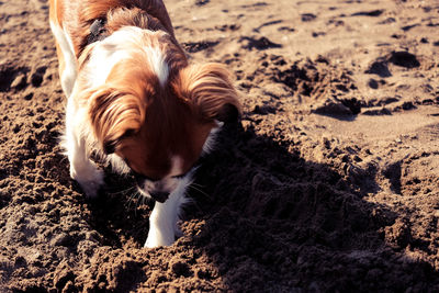 Close-up of dog on sand at beach