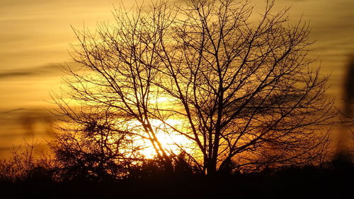 Silhouette bare tree against orange sky