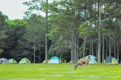 Horses in a field